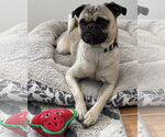 Small Photo #14 Pug-Unknown Mix Puppy For Sale in Corona, CA, USA