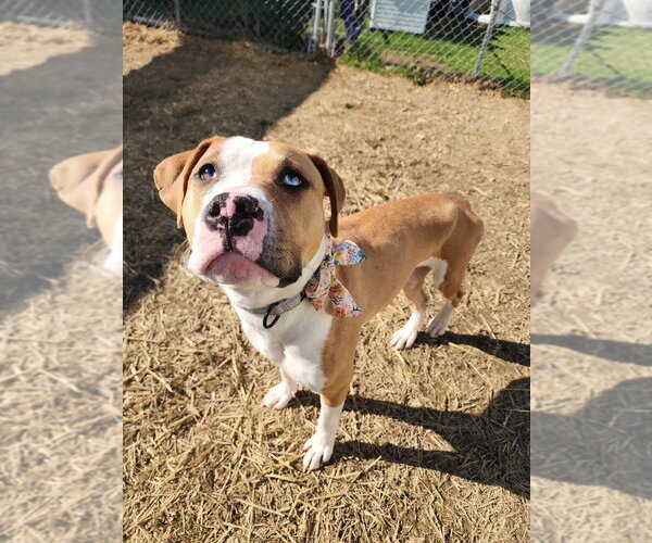 Medium Photo #5 Mutt Puppy For Sale in Evansville, IN, USA