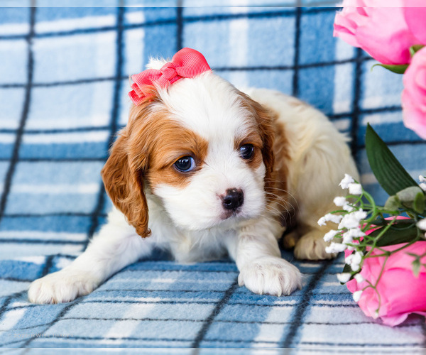 Medium Photo #48 Cockalier Puppy For Sale in WAKARUSA, IN, USA