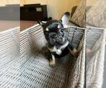 Small Photo #71 French Bulldog Puppy For Sale in COLUMBUS, OH, USA