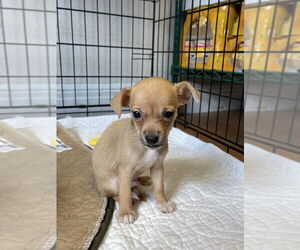Chihuahua-Unknown Mix Dogs for adoption in Bolivar, MO, USA