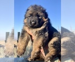 Image preview for Ad Listing. Nickname: Litter of 3