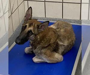 Mutt Dogs for adoption in Pasadena, TX, USA