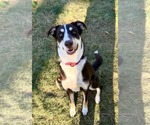 Small #5 Mutt