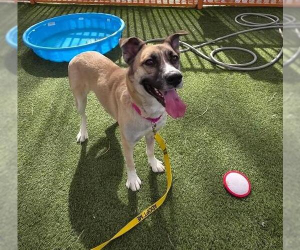 Medium Photo #1 Anatolian Shepherd-Unknown Mix Puppy For Sale in Las Vegas, NV, USA