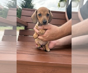 Dachshund Puppy for sale in WILLARD, OH, USA