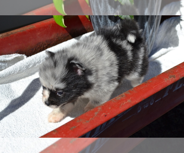 Medium Photo #4 Pomeranian Puppy For Sale in GREENWOOD, WI, USA
