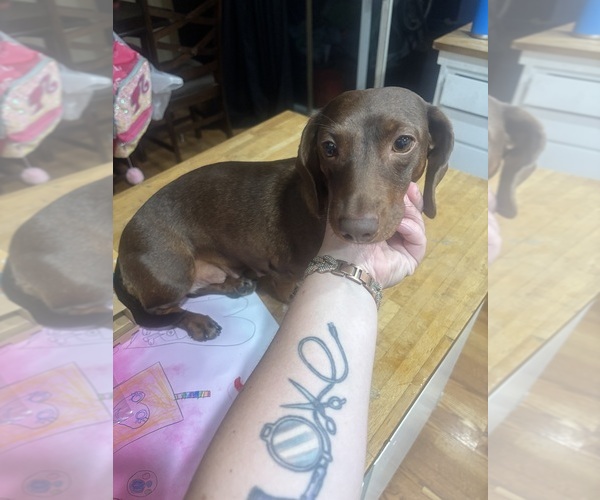 Medium Photo #1 Dachshund Puppy For Sale in HUNTINGTON BEACH, CA, USA