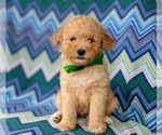 Small Photo #8 Poodle (Miniature) Puppy For Sale in KIRKWOOD, PA, USA