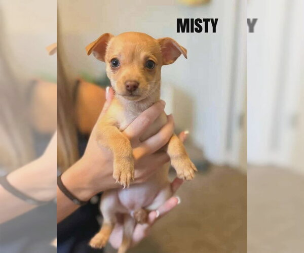 Medium Photo #1 Chihuahua-Unknown Mix Puppy For Sale in Aurora, IN, USA
