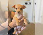 Small Chihuahua Mix