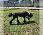 Small #1 Poodle (Standard) Mix