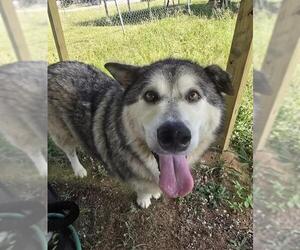 Alaskan Malamute Dogs for adoption in Augusta, GA, USA