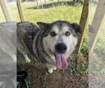 Small Alaskan Malamute