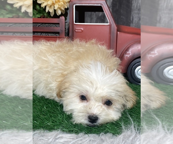 Medium Photo #4 Zuchon Puppy For Sale in CANOGA, NY, USA