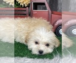 Small Photo #4 Zuchon Puppy For Sale in CANOGA, NY, USA