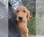 Small #2 Golden Retriever