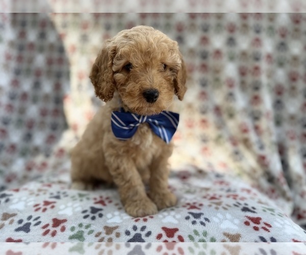 Medium Photo #1 Cavapoo (Miniature) Puppy For Sale in LAKELAND, FL, USA