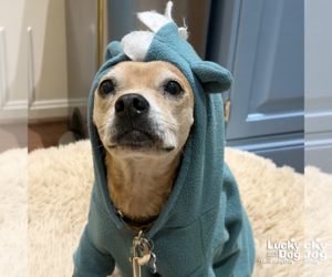 Chihuahua-Unknown Mix Dogs for adoption in Washington, DC, USA