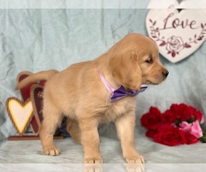 Golden Retriever Puppy for sale in LANCASTER, PA, USA