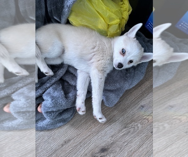 Medium Photo #211 Pomsky Puppy For Sale in LOVELAND, CO, USA