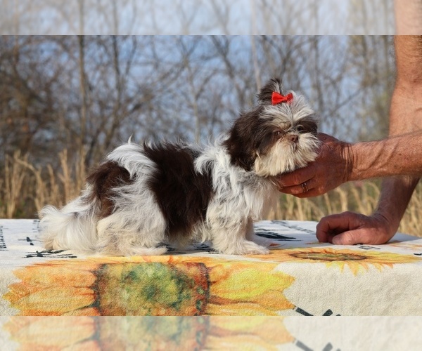Medium Photo #12 Shih Tzu Puppy For Sale in DYERSBURG, TN, USA