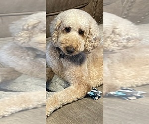 Father of the Saint Berdoodle puppies born on 03/05/2025