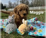 Small Photo #1 Goldendoodle Puppy For Sale in SPRINGDALE, AR, USA