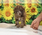 Maurice - Male Poodle (Toy) Puppy for Sale - Photo #37