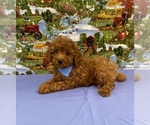 Image preview for Ad Listing. Nickname: Tiny Toy Duke