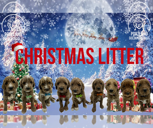 Goldendoodle Litter for sale in PORTLAND, OR, USA