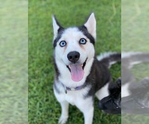 Siberian Husky Dogs for adoption in Randleman , NM, USA