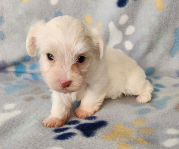 Medium Photo #1 Yorkshire Terrier Puppy For Sale in SAN ANTONIO, TX, USA