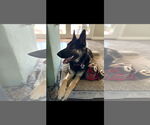 Small #10 German Shepherd Dog Mix