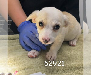 Dachshund Dogs for adoption in Chico, CA, USA