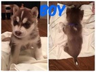 Small Siberian Husky