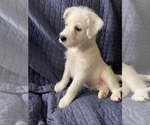 Small Photo #13 Australian Cattle Dog-Poodle (Miniature) Mix Puppy For Sale in NEWPORT BEACH, CA, USA