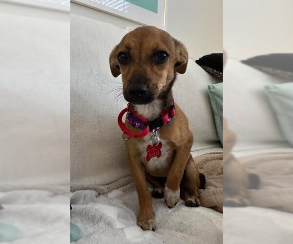 Medium Photo #1 Chiweenie Puppy For Sale in San Diego, CA, USA