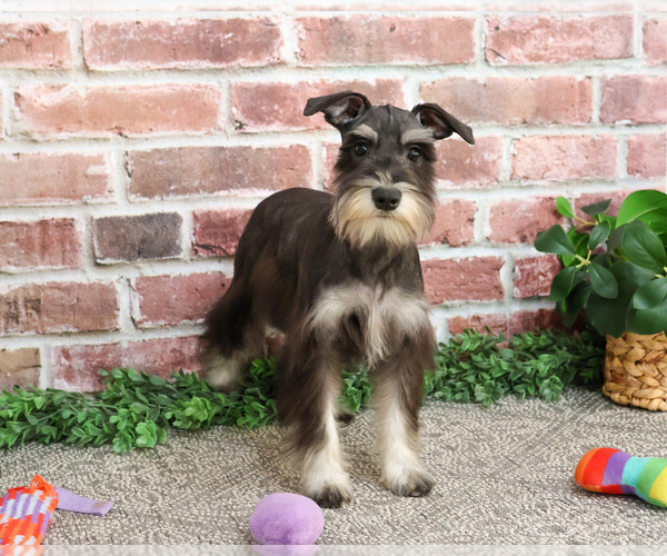 Medium Photo #9 Schnauzer (Miniature) Puppy For Sale in SYRACUSE, IN, USA