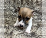 Small #3 Rat Terrier
