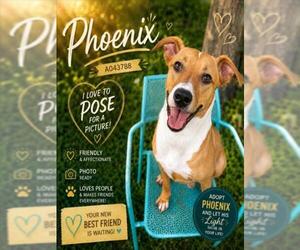 PHOENIX - Male German Shepherd Dog-Unknown Mix Dog for Adoption - Photo #2