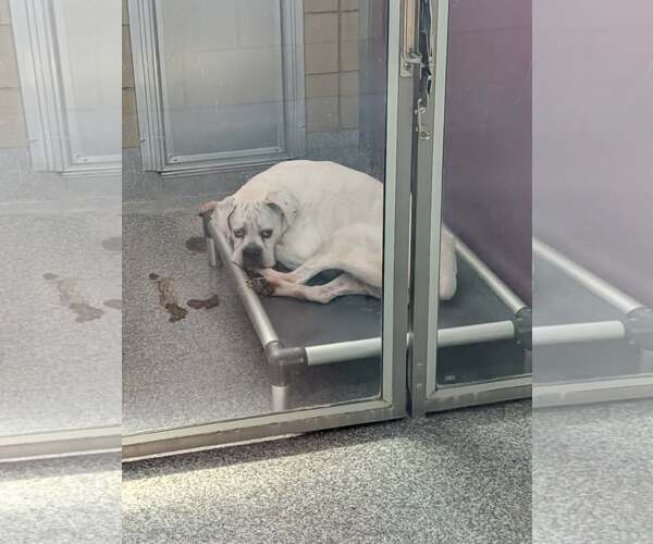 Medium Photo #15 Boxer Puppy For Sale in Burnsville, MN, USA