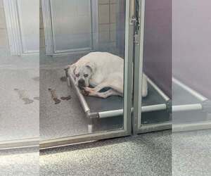 Alfa - Female Boxer Dog for Adoption - Photo #15