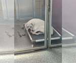 Small Photo #15 Boxer Puppy For Sale in Burnsville, MN, USA