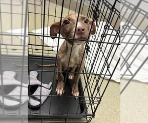 Mutt Dogs for adoption in Las Vegas, NV, USA