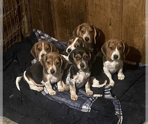 Beagle Puppy for sale in ELGIN, OR, USA