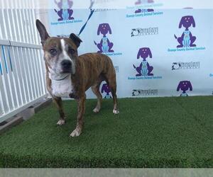 Mutt Dogs for adoption in Orlando, FL, USA