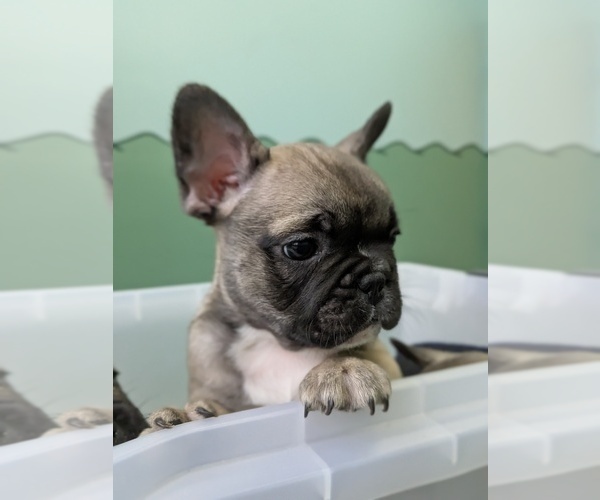 Medium Photo #9 French Bulldog Puppy For Sale in MORGANTOWN, PA, USA