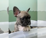 Small #1 French Bulldog