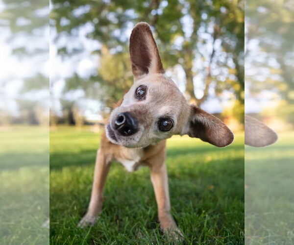 Medium Photo #4 Beagle-Unknown Mix Puppy For Sale in Salt Lake City, UT, USA